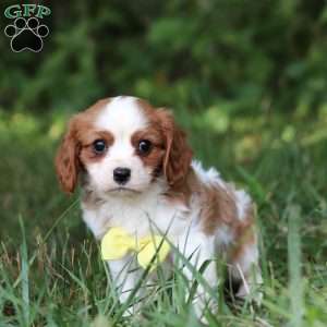 Mickey, Cavalier King Charles Spaniel Puppy